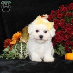 Jewel/Bichon Frise									Puppy/Female	/11 Weeks,To contact the breeder about this puppy, click on the “View Breeder Info” tab above.