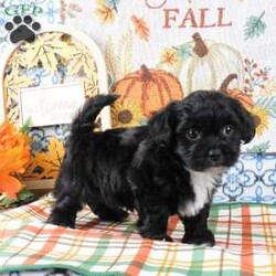 Sami/Shih-Poo									Puppy/Male	/12 Weeks,Meet Sami! This adorable Shih-Poo puppy is vet checked & up to date on shots & wormer, plus comes with a health guarantee provided by the breeder! Sami is well socialized & currently being family raised with children!