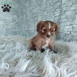 AJ/Cavalier King Charles Spaniel									Puppy/Male	/7 Weeks,Look at me! A healthy happy friendly playful puppy who loves to give puppy kisses! Born and raised in the rolling hills of Holmes county .come meet me or I can be transported to your front door for a small additional fee.text or call for more info.