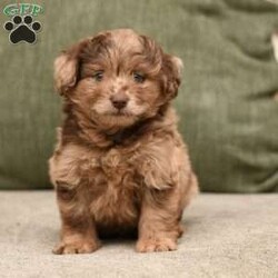 Hudson/Pomapoo									Puppy/Male	/6 Weeks,To contact the breeder about this puppy, click on the “View Breeder Info” tab above.