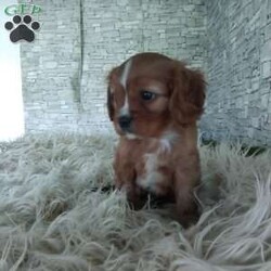 AJ/Cavalier King Charles Spaniel									Puppy/Male	/7 Weeks,Look at me! A healthy happy friendly playful puppy who loves to give puppy kisses! Born and raised in the rolling hills of Holmes county .come meet me or I can be transported to your front door for a small additional fee.text or call for more info.