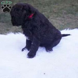 Ollie/Aussiedoodle									Puppy/Male	/10 Weeks,this beautiful Chocolate Ausiedoodle is going to be a little taller then the rest of the siblings , he loves to run play and Tussle with his siblings, would make an excellent walking/hiking partner, he is interacted with daily by kids and adults.