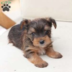 Rocky/Yorkie									Puppy/Male	/August 26th, 2025,Rocky is a part of the absolute dreamiest litter of Yorkies, his dad is chocolate, and his mom is black and tan with a party bloodline . he has an approximate adult weight of 4 to 5 pounds . 