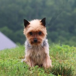 Penny/Yorkie									Puppy/Female	/8 Weeks,Meet Penny, an absolutely precious little AKC Yorkie girl with a heart full of sweetness and charm! With her bright, twinkling eyes, tiny frame, and silky soft coat, she’s as adorable as can be. She loves prancing around with playful energy, chasing after toys, and showing off her spunky personality. But when she’s all tuckered out, her favorite place to be is snuggled up close, soaking in all the cuddles she can get. Full of love, joy, and sparkle, She is the kind of puppy who will instantly steal your heart.