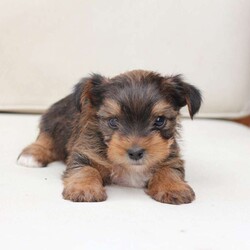 Rocky/Yorkie									Puppy/Male	/August 26th, 2025,Rocky is a part of the absolute dreamiest litter of Yorkies, his dad is chocolate, and his mom is black and tan with a party bloodline . he has an approximate adult weight of 4 to 5 pounds . 