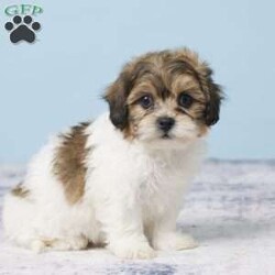 Clarissa/Teddy Bear									Puppy/Female	/10 Weeks,Meet sweet little ! A sweet little Teddy Bear girl that is playful, energetic, adorable, and will be sure to fill your home and heart with lots of love and puppy kisses. She was born on August 30 to Mom Jane (Bichon Frise) and Dad Jackson (Shihtzu) Mom weighs 9 lbs and Dad weighs 14 lbs so we expect  to weigh between 9 and 14 lbs full grown. She is up to date on all her vaccines and dewormer to keep her happy and healthy. She comes with a 30 day health guarantee, plus all her paperwork, food, and a few essentials to make the transition easier for all! If you think  might be the one for you. Please call or text to adopt her today! Or make an appointment to meet her in person or put a deposit on her. Delivery to your home is available for an additional fee.