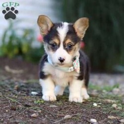 Cinderella/Pembroke Welsh Corgi									Puppy/Female	/8 Weeks,Meet Cinderella, our adorable AKC Registered Pembroke Welsh Corgi! With her signature short legs, fluffy coat, and perky ears, she is the epitome of Corgi cuteness. This playful and affectionate breed is known for its intelligence and lively spirit, and she is no exception. When the day’s adventures are over, she transforms into a snuggle expert, ready to melt your worries away with her warmth and cuddles. Whether she’s chasing toys, exploring the outdoors, or curling up for a cozy nap, her charm will steal your heart.