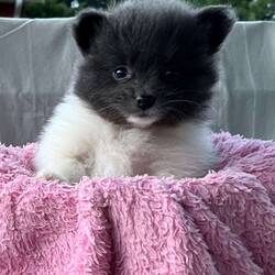 Gabby/Pomeranian									Puppy/Female	/9 Weeks,CUTENESS ALERT!! Gabby is an absolute sweetheart from playing with a toy to snuggles on the couch she will be sure to not disappoint! She is raised in a clean environment and is well socialized with adults and children as well as various other animals. She is vet checked to ensure good health as well as she’s had her vaccines and deworming up to the age appropriate. We also offer a health guarantee. Feel free to call or text with any questions and I will be happy to answer:) all Sunday inquiries will be returned Monday. We also offer delivery services 