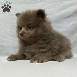 Ronnie/Pomeranian									Puppy/Male	/8 Weeks,Come meet Ronnie! This handsome guy is sure to please with everything he does. From playing with his toys to being super intelligent. He is raised in a clean and loving environment and is well socialized with adults and children as well as various other animals. He is vet checked to ensure good health and is up to date on vaccines and deworming. We also offer a health guarantee. Feel free to call or text with any questions and I will be happy to answer:) all Sunday inquiries will be returned Monday morning at my earliest convenience. Delivery is also an option 
