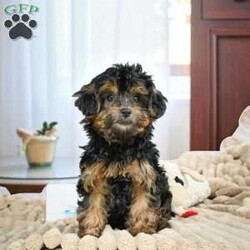 Duke/Yorkie									Puppy/Male	/13 Weeks,Are you looking for an awesome puppy? This one would love to be your buddy !! Bred to bring joy and love to your life .This youngster is waiting on you .