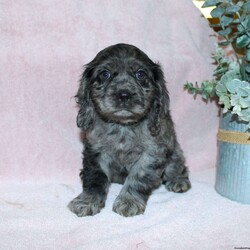 Lavendar/Cocker Spaniel									Puppy/Female	/August 27th, 2025,Are you looking for a classic family dog who was born to be snuggled? This Cocker Spaniel puppy has had all the love and attention from our family starting on day one and is ready to have a forever family to share puppy kisses with! Each puppy comes up to date on shots and dewormer, has been vet checked, and comes with an extended health guarantee for your peace of mind! The mother Lily is our family dog and she is a great momma to her puppies teaching them how to play and explore. If you are looking for the ideal family dog contact us today to learn how you can make this puppy your own!