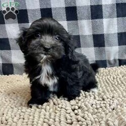 Raven/Coton de Tulear Mix									Puppy/Female	/July 27th, 2025,Meet Raven a sweet little Poo/ton  mom is a Coton de Tulear and dad a Poodle.     Microchipped, vet checked and shots are up to date.    Lavern Reifff license # 3221