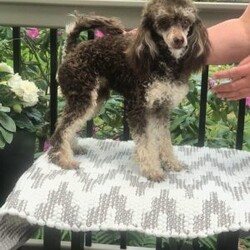 Jasmine- teacup/Shih-Poo									Puppy/Female	/18 Weeks,She is beautiful small won’t get any bigger then 5 pounds. She is jet black and ready to fill your home with love. They are raised indoors with our Maine Coon kittens and adults. Very well socialized and sweet