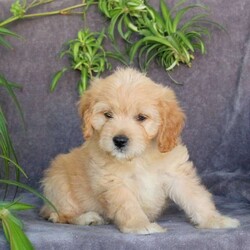 Jenna/Cavachon									Puppy/Female	/July 25th, 2025,Get ready to fall in love with this adorable Cavachon puppy, Jenna! She is super bubbly, and both of her parents are available to meet. Jenna is already vet checked and up to date on shots & wormer, plus the breeder provides a 30-day health guarantee. Also, she is family-raised with children and well-socialized, making her the perfect fit for anyone interested in adopting.