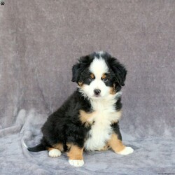 Ollie/Miniature Australian Shepherd									Puppy/Male	/34 Weeks,Ollie is a sweet natured Miniature Australian Shepherd puppy who is great with kids and can be registered with the ASDR. This playful boy is friendly and charming! He is well socialized, family raised with children, and ready to be the best addition to his forever family! Ollie will be seen by a vet and kept up to date on shots and de-wormer. He’ll also come home with a health guarantee provided by the breeders.