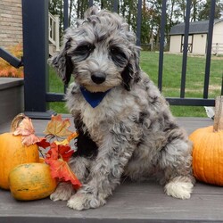 Bear (medium)/Mini Sheepadoodle									Puppy/Male	/12 Weeks,Have you been looking for a new furry friend? Look no further! I have the sweetest little sheepadoodle face you have ever seen… My name is Bear and I would love to come home with you! I am sure with one look into my warm, sweet eyes and I’ll be sure I will have captured your heart already! I am very happy, playful and very kid friendly! I stand out above the rest with my uniquely marked blue merle coat!! Full of personality and always ready to give amazing puppy kisses, I would love to fill your home with all of my puppy love! I have been vet checked and I am up to date on vaccinations and dewormings and I will also come with a 1-year guarantee with the option of extending it to a 3-year guarantee. We ship anywhere in the USA!!! My mother is our sweet, loving 44# sheepadoodle named Lily, and the father is Cory, a 15# blue merle mini poodle! That makes me an F1b medium sized sheepadoodle and I will grow to approx. 25-35# and I will be hypoallergenic and nonshedding!! Why wait when you know I am meant to be yours? Call or text Martha to make me the newest addition to your family and get ready to spend a lifetime of tail wagging fun! (7% sales tax on in home pickups)