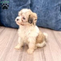 Betty/Havanese									Puppy/Female	/10 Weeks,Hello there! I’m Betty a beautiful Havanese puppy! These puppies have a Mom that weighs around 11 pounds and Dad weighs around 12 pounds! Betty is the perfect addition to any family. Don’t miss the opportunity to bring home this delightful Havanese puppy! I’m well socialized with children and ready to fit into your family! I would love to fill your home with all of my puppy love! I have been vet checked, microchipped and I am up to date on vaccinations and dewormings and will come with a one year genetic health guarantee. Call or text anytime to make me the newest addition to your family and get ready to spend a lifetime of tail wagging fun! See attached video! 
