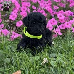 Jasmine- teacup/Shih-Poo									Puppy/Female	/18 Weeks,She is beautiful small won’t get any bigger then 5 pounds. She is jet black and ready to fill your home with love. They are raised indoors with our Maine Coon kittens and adults. Very well socialized and sweet