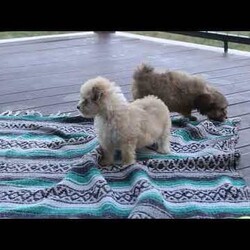 Caspian/Havanese									Puppy/Male	/July 27th, 2025,Caspian is a wiggly and sweet Havanese puppy who is great with kids and can be registered with the AKC! This adorable boy is well socialized, family raised with children, and ready to meet you! Caspian has been seen by a vet and is up to date on shots and de-wormer. He will also come home with a health guarantee provided by the breeders!