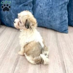 Betty/Havanese									Puppy/Female	/10 Weeks,Hello there! I’m Betty a beautiful Havanese puppy! These puppies have a Mom that weighs around 11 pounds and Dad weighs around 12 pounds! Betty is the perfect addition to any family. Don’t miss the opportunity to bring home this delightful Havanese puppy! I’m well socialized with children and ready to fit into your family! I would love to fill your home with all of my puppy love! I have been vet checked, microchipped and I am up to date on vaccinations and dewormings and will come with a one year genetic health guarantee. Call or text anytime to make me the newest addition to your family and get ready to spend a lifetime of tail wagging fun! See attached video! 