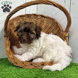 Nick/Havanese									Puppy/Male	/9 Weeks,   Looking for a puppy that’s as loving as he is adorable? Meet Nick, a Purebred AKC Registered Havanese with a gorgeous chocolate sable & white coat and the sweetest puppy eyes! Vet Checked & Healthy Up to Date on Shots & Dewormings Microchipped for Safety Comes with a Health Guarantee Delivery Available right to your door! Nick’s soft, fluffy coat and affectionate personality make him the perfect cuddle buddy and family companion. Whether playing or snuggling, he’s sure to steal your heart! Contact us today to reserve your new best friend!