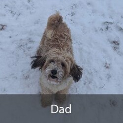 Betty/Havanese									Puppy/Female	/10 Weeks,Hello there! I’m Betty a beautiful Havanese puppy! These puppies have a Mom that weighs around 11 pounds and Dad weighs around 12 pounds! Betty is the perfect addition to any family. Don’t miss the opportunity to bring home this delightful Havanese puppy! I’m well socialized with children and ready to fit into your family! I would love to fill your home with all of my puppy love! I have been vet checked, microchipped and I am up to date on vaccinations and dewormings and will come with a one year genetic health guarantee. Call or text anytime to make me the newest addition to your family and get ready to spend a lifetime of tail wagging fun! See attached video! 