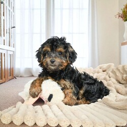 Duke/Yorkie									Puppy/Male	/13 Weeks,Are you looking for an awesome puppy? This one would love to be your buddy !! Bred to bring joy and love to your life .This youngster is waiting on you .