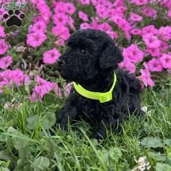 Jasmine- teacup/Shih-Poo									Puppy/Female	/18 Weeks,She is beautiful small won’t get any bigger then 5 pounds. She is jet black and ready to fill your home with love. They are raised indoors with our Maine Coon kittens and adults. Very well socialized and sweet