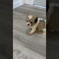 Betty/Havanese									Puppy/Female	/10 Weeks,Hello there! I’m Betty a beautiful Havanese puppy! These puppies have a Mom that weighs around 11 pounds and Dad weighs around 12 pounds! Betty is the perfect addition to any family. Don’t miss the opportunity to bring home this delightful Havanese puppy! I’m well socialized with children and ready to fit into your family! I would love to fill your home with all of my puppy love! I have been vet checked, microchipped and I am up to date on vaccinations and dewormings and will come with a one year genetic health guarantee. Call or text anytime to make me the newest addition to your family and get ready to spend a lifetime of tail wagging fun! See attached video! 