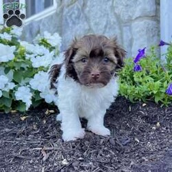 Nick/Havanese									Puppy/Male	/9 Weeks,   Looking for a puppy that’s as loving as he is adorable? Meet Nick, a Purebred AKC Registered Havanese with a gorgeous chocolate sable & white coat and the sweetest puppy eyes! Vet Checked & Healthy Up to Date on Shots & Dewormings Microchipped for Safety Comes with a Health Guarantee Delivery Available right to your door! Nick’s soft, fluffy coat and affectionate personality make him the perfect cuddle buddy and family companion. Whether playing or snuggling, he’s sure to steal your heart! Contact us today to reserve your new best friend!
