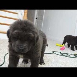 Katie/Newfoundland									Puppy/Female	/8 Weeks,Hello there! I’m Katie, a beautiful Gray colored Newfoundland puppy! Katie is the perfect addition to any family. Don’t miss the opportunity to bring home this delightful Newfoundland puppy! Katie is a typical Newfy, playful and curious! I would love to fill your home with all of my puppy love! I have been vet checked, and I am up to date on vaccinations and dewormings and will come with a one year genetic health guarantee and AKC registration. You’re welcome to stop by and look at these lovely Newfoundlands anytime and see for yourself how much love they get! 