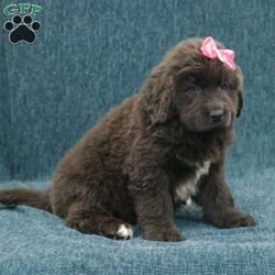 Katie/Newfoundland									Puppy/Female	/8 Weeks,Hello there! I’m Katie, a beautiful Gray colored Newfoundland puppy! Katie is the perfect addition to any family. Don’t miss the opportunity to bring home this delightful Newfoundland puppy! Katie is a typical Newfy, playful and curious! I would love to fill your home with all of my puppy love! I have been vet checked, and I am up to date on vaccinations and dewormings and will come with a one year genetic health guarantee and AKC registration. You’re welcome to stop by and look at these lovely Newfoundlands anytime and see for yourself how much love they get! 
