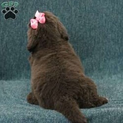 Katie/Newfoundland									Puppy/Female	/8 Weeks,Hello there! I’m Katie, a beautiful Gray colored Newfoundland puppy! Katie is the perfect addition to any family. Don’t miss the opportunity to bring home this delightful Newfoundland puppy! Katie is a typical Newfy, playful and curious! I would love to fill your home with all of my puppy love! I have been vet checked, and I am up to date on vaccinations and dewormings and will come with a one year genetic health guarantee and AKC registration. You’re welcome to stop by and look at these lovely Newfoundlands anytime and see for yourself how much love they get! 