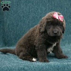 Katie/Newfoundland									Puppy/Female	/8 Weeks,Hello there! I’m Katie, a beautiful Gray colored Newfoundland puppy! Katie is the perfect addition to any family. Don’t miss the opportunity to bring home this delightful Newfoundland puppy! Katie is a typical Newfy, playful and curious! I would love to fill your home with all of my puppy love! I have been vet checked, and I am up to date on vaccinations and dewormings and will come with a one year genetic health guarantee and AKC registration. You’re welcome to stop by and look at these lovely Newfoundlands anytime and see for yourself how much love they get! 