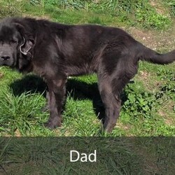 Katie/Newfoundland									Puppy/Female	/8 Weeks,Hello there! I’m Katie, a beautiful Gray colored Newfoundland puppy! Katie is the perfect addition to any family. Don’t miss the opportunity to bring home this delightful Newfoundland puppy! Katie is a typical Newfy, playful and curious! I would love to fill your home with all of my puppy love! I have been vet checked, and I am up to date on vaccinations and dewormings and will come with a one year genetic health guarantee and AKC registration. You’re welcome to stop by and look at these lovely Newfoundlands anytime and see for yourself how much love they get! 