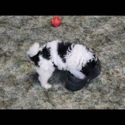 Rolo/Shih-Poo									Puppy/Male	/August 17th, 2025,Rolo is a spirited and lovable Shih-Poo puppy with a bubbly and fun personality! This cutie-pie is well socialized, family raised with children, and eager to meet you. Rolo has been seen by a vet and is up to date on shots and de-wormer. He’ll also head home with a health guarantee provided by the breeder.