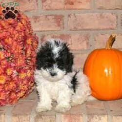 Rolo/Shih-Poo									Puppy/Male	/August 17th, 2025,Rolo is a spirited and lovable Shih-Poo puppy with a bubbly and fun personality! This cutie-pie is well socialized, family raised with children, and eager to meet you. Rolo has been seen by a vet and is up to date on shots and de-wormer. He’ll also head home with a health guarantee provided by the breeder.