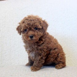 Nancy/Toy Poodle									Puppy/Female	/11 Weeks,Nancy is a precious Toy Poodle puppy who can be registered with the AKC. This cutie-pie is socialized, family raised, and ready to meet you! She comes home vet checked and up to date on shots and de-wormer. Plus, the breeder provides a 30 day health guarantee and an extended genetic health guarantee when Nancy joins her forever family.