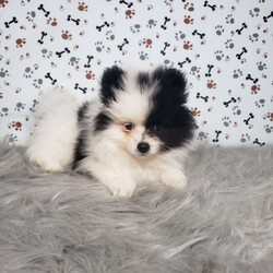 Lola/Pomeranian									Puppy/Female	/9 Weeks,Lola is a sweet pomeranian puppy with a gentle disposition. This cutie is well socialized and will be so happy to meet you! Lola has been vet checked and is up-to-date on shots and deworming. She will be a great addition to your family. For more information or to schedule a visit please call or text us today. 