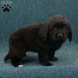 Polly/Newfoundland									Puppy/Female	/10 Weeks,Hello there! I’m Polly, a beautiful Black Newfoundland puppy! Polly is the perfect addition to any family. Don’t miss the opportunity to bring home this delightful Newfoundland puppy! Polly is a typical Newfy, playful and curious! I would love to fill your home with all of my puppy love! I have been vet checked, and I am up to date on vaccinations and dewormings and will come with a one year genetic health guarantee and AKC registration. You’re welcome to stop by and look at these lovely Newfoundlands anytime and see for yourself how much love they get! See attached video!