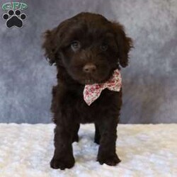 Tally/Portuguese Water Dog									Puppy/Female	/62 Weeks,Meet Tally, an adorable Portuguese Water Dog — the perfect blend of brains, beauty, and affection! This little bundle of fluff is full of playful energy and sweet cuddles.