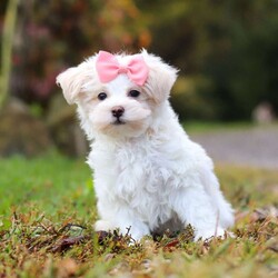 Jasmine/Maltipoo									Puppy/Female	/10 Weeks,Hi, I’m Jasmine — a darling little Maltipoo with a heart full of love and a playful sparkle in my eyes! My soft, fluffy coat and happy little wiggle make it hard not to smile when you see me. I love playing with my toys, exploring new places, and curling up for cozy snuggles when it’s time to rest. Whether I’m bouncing around or nestled in your arms, I’m always ready to fill your days with joy, laughter, and sweet puppy kisses!