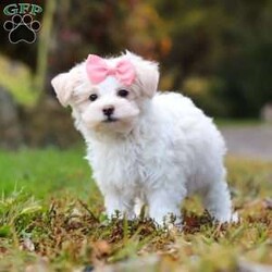 Jasmine/Maltipoo									Puppy/Female	/10 Weeks,Hi, I’m Jasmine — a darling little Maltipoo with a heart full of love and a playful sparkle in my eyes! My soft, fluffy coat and happy little wiggle make it hard not to smile when you see me. I love playing with my toys, exploring new places, and curling up for cozy snuggles when it’s time to rest. Whether I’m bouncing around or nestled in your arms, I’m always ready to fill your days with joy, laughter, and sweet puppy kisses!