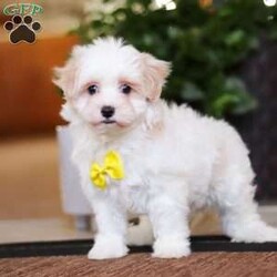 Carson/Maltipoo									Puppy/Male	/8 Weeks,Carson will join his new family vet-checked, microchipped, up to date on vaccines and dewormer, and covered by our one-year health guarantee. If you have any questions or would like to learn more, feel free to call or text Tina Hershberger 