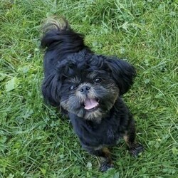 Hazel/Shih Tzu									Puppy/Female	/12 Weeks,Hazel is a very Lively and well socialized puppy. She has a beautiful blue coat plus an AKC registration and is tested with embark. Please contact us to make sweet Hazel your  very own puppy!