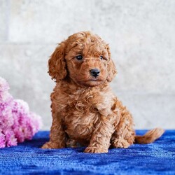 Orlando/Miniature Poodle									Puppy/Male	/September 12th, 2025,Extremely well-socialized with lots of playtime, this happy, healthy uppy is determined to bring cuddly love and joy into your home. Stop by and meet it today to allow them to steal your heart.