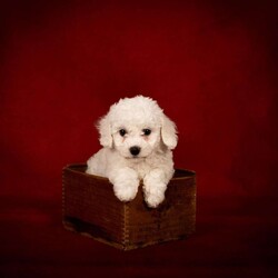 Bertha/Bichon Frise									Puppy/Female	/8 Weeks,The weather outside may be getting colder, but there’s nothing chilly about this little snowball! Little Bertha is a fluffy bundle of joy that you’ll want to snuggle with all winter long.