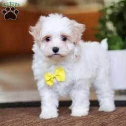 Carson/Maltipoo									Puppy/Male	/8 Weeks,Carson will join his new family vet-checked, microchipped, up to date on vaccines and dewormer, and covered by our one-year health guarantee. If you have any questions or would like to learn more, feel free to call or text Tina Hershberger 