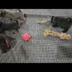 Hazel/Shih Tzu									Puppy/Female	/12 Weeks,Hazel is a very Lively and well socialized puppy. She has a beautiful blue coat plus an AKC registration and is tested with embark. Please contact us to make sweet Hazel your  very own puppy!