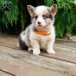 Grant/Pembroke Welsh Corgi									Puppy/Male	/8 Weeks,Our adorable Corgi puppies each have their own unique coloring and gentle, cheerful personality. They’re calm, playful, and ready to join your family. Every puppy is vet checked, dewormed, and up to date on shots. They’re well socialized and spend lots of time with our children, making them excellent companions for families looking for a friendly, easygoing pup.